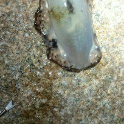 キープでけた。