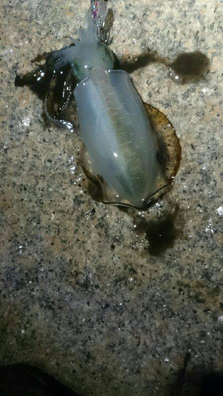 今日は渋かった