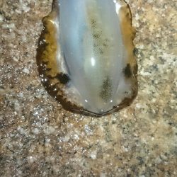 やっぱり面白い。