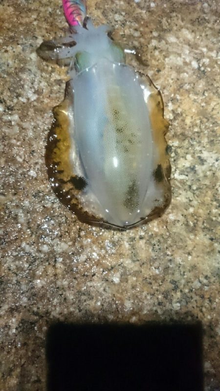 やっぱり面白い。