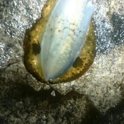 オールリリース