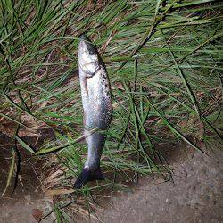 ナイトライトゲーム