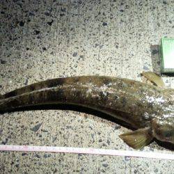 ワームで初コチ！最高！