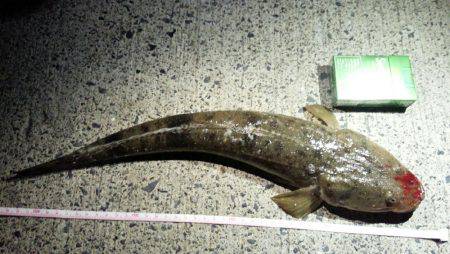 ワームで初コチ！最高！