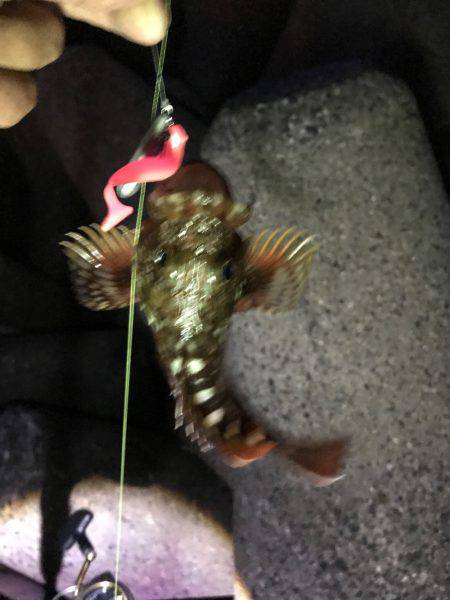 ナイトゲーム ボトムワーム