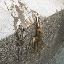 ジグパラにタコ