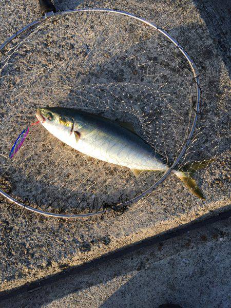 なんとか狙った魚をしとめました♪