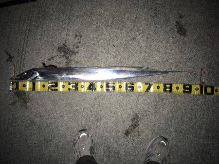 サゴシとタチウオ96cm