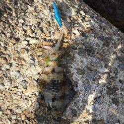 初 日本海 釣果