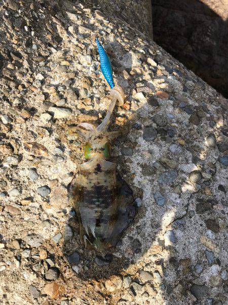 初 日本海 釣果