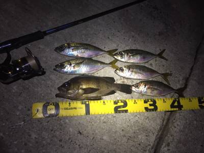 久しぶりのアジング