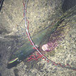 日の出すぐの一本