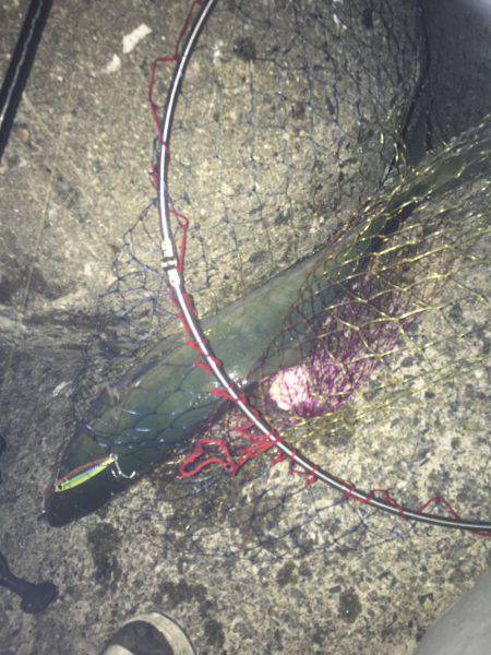 日の出すぐの一本