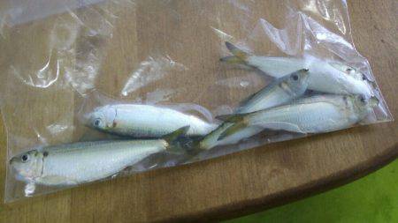 サビキでサッパ