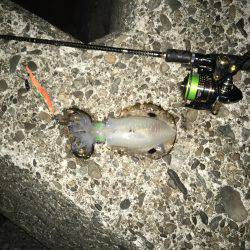 今シーズン初の秋イカ