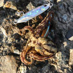 久しぶりの深日港