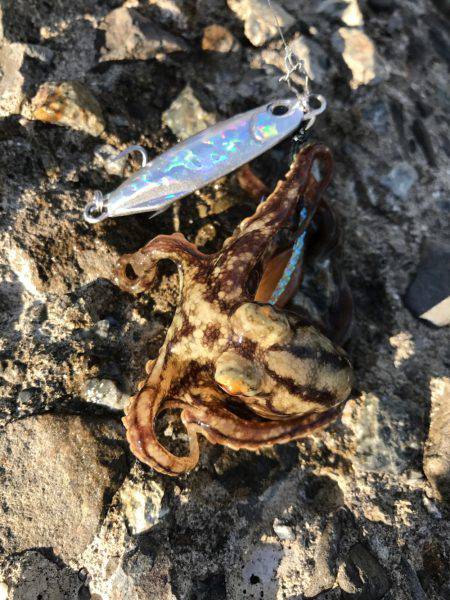 久しぶりの深日港