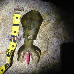 アオリイカ釣れました〜