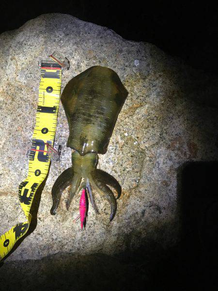 アオリイカ釣れました〜