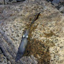 アオリイカ解禁