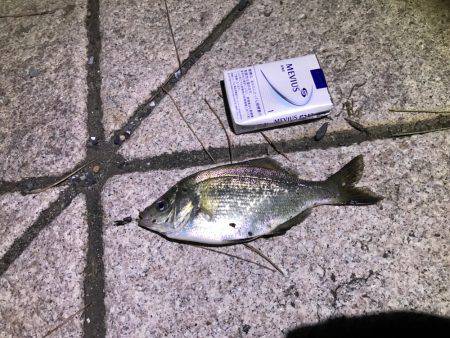 アジングで、ウミタナゴ