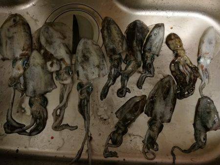 アオリイカ調査