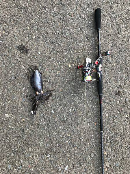 サイトで釣れましたー