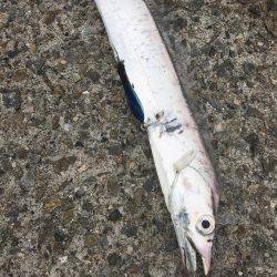 ビッグバッカージグで太刀魚