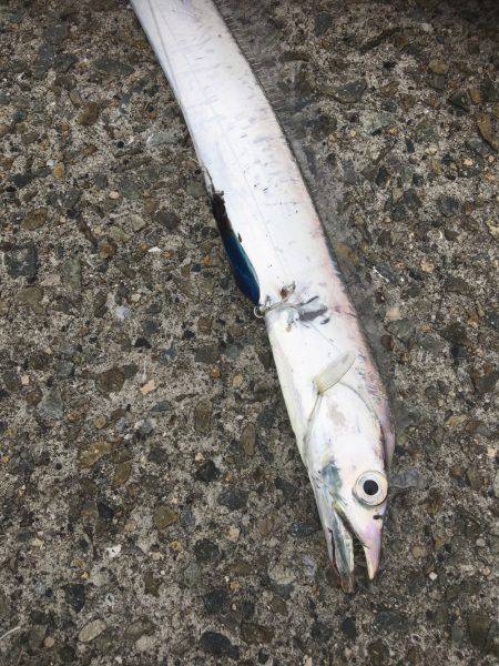 ビッグバッカージグで太刀魚