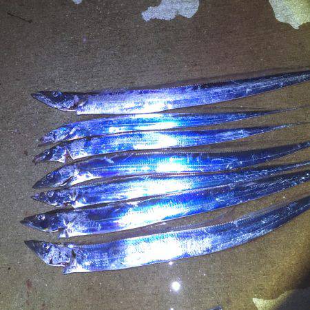 ダイソージグで太刀魚釣り