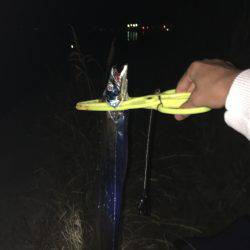 今年初の太刀魚のウキ釣り！！