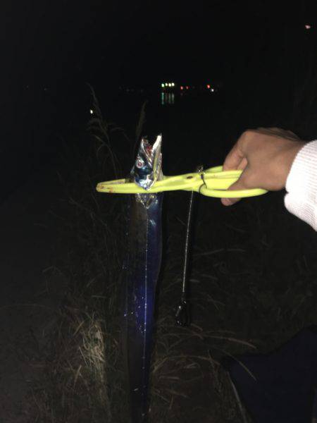 今年初の太刀魚のウキ釣り！！