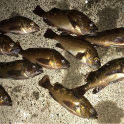 苫小牧にてロックフィッシュをバーチカルに狙う