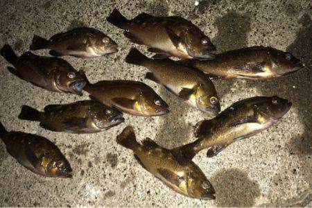 苫小牧にてロックフィッシュをバーチカルに狙う