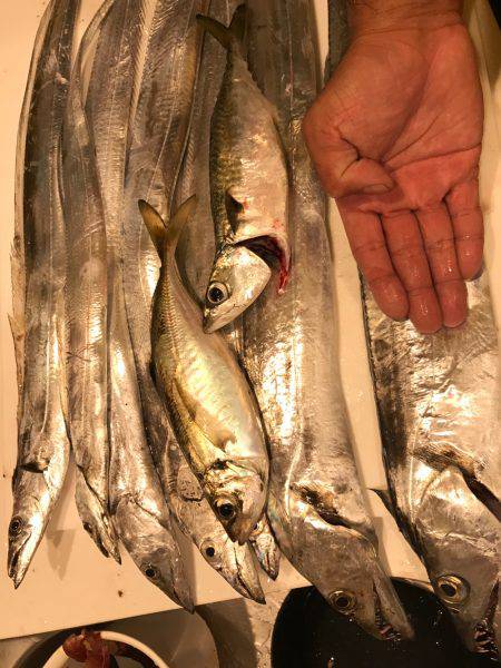 神戸ポートアイランドタチウオ