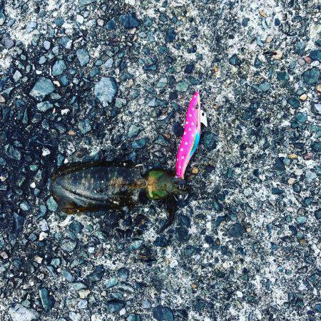 但馬方面から宮津方面までランガンエギング