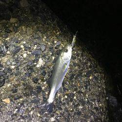 チーバス入れ食い