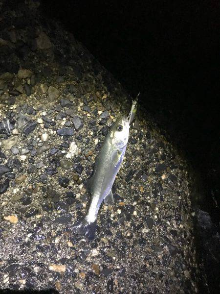 チーバス入れ食い