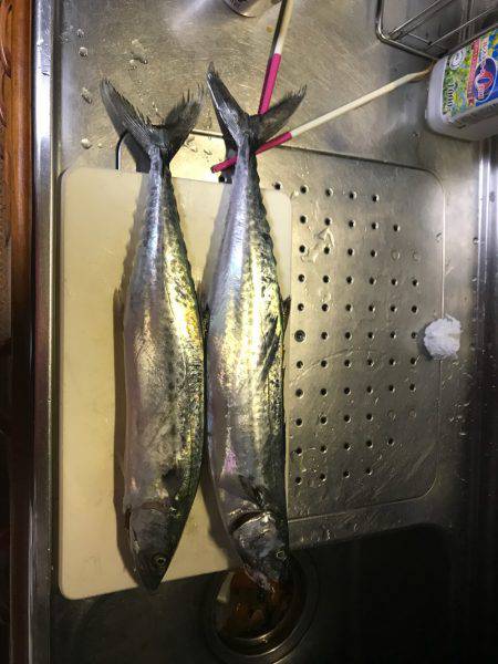 潮動かず中々厳しい武庫一でした