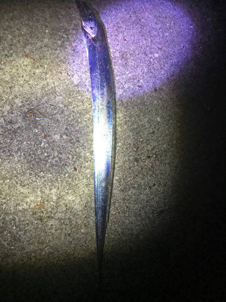 ウキ釣りタチウオ大当たり