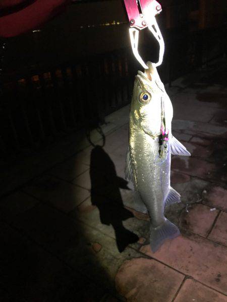 シーバス釣れた！