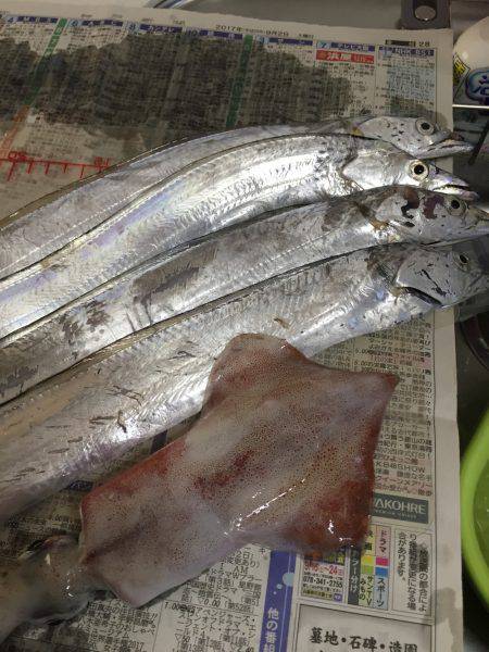 太刀魚、剣先イカ