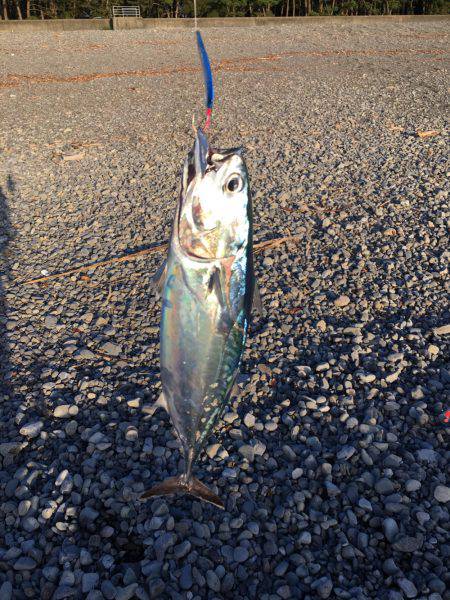 大里松原海岸  スマガツオ2匹 弓角