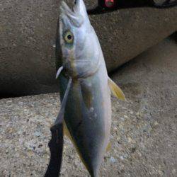 大潮パワーでハマチんぐ