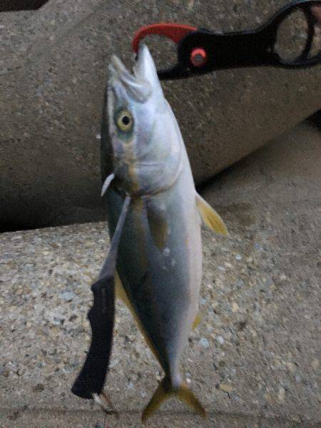 大潮パワーでハマチんぐ