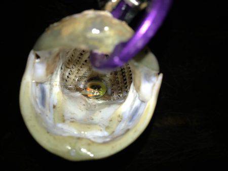 ジョイントルアー