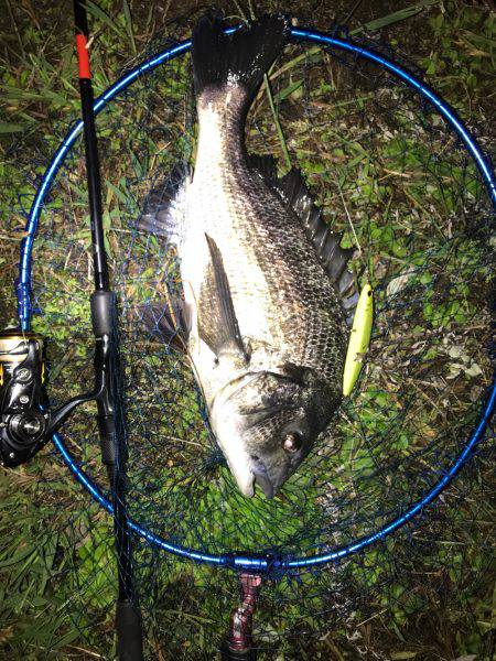 シーバスのつもりがチヌ