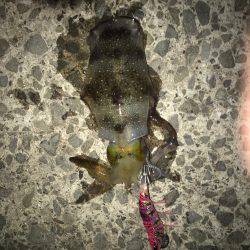 アオリイカを求めて