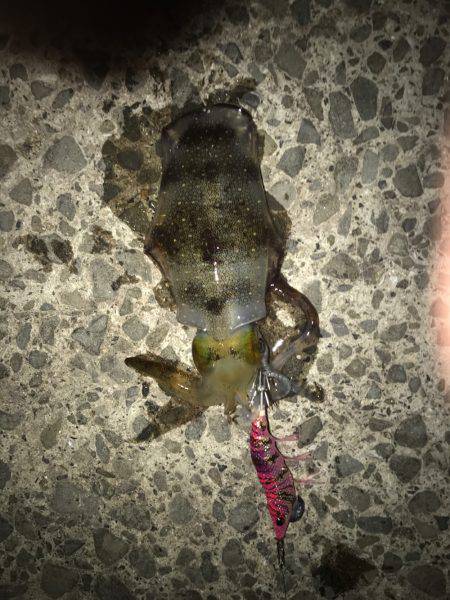 アオリイカを求めて