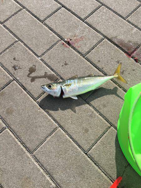 ショアジギング